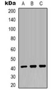 MRPS22 antibody