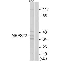 MRPS22 antibody