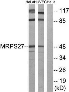MRPS27 Antibody