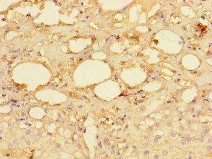 MRPS28 Antibody
