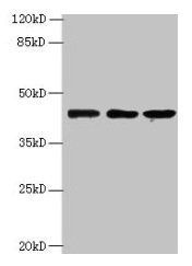 MRPS31 Antibody