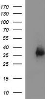 MRPS34 Antibody