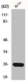 MRPS34 antibody