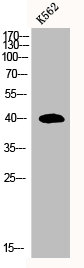 MRPS35 Antibody