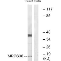 MRPS36 antibody