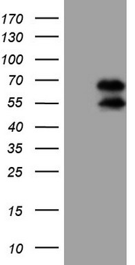 MRRF Antibody