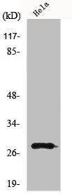 MRRF Antibody