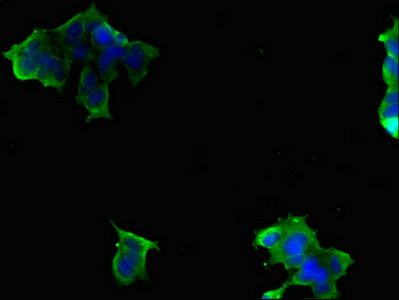 SLC9A6 Antibody