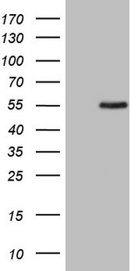 MRTFA Antibody