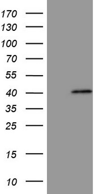 MS4A12 Antibody