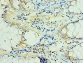 MS4A12 Antibody