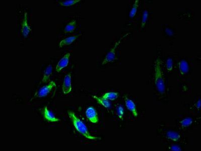 MS4A7 antibody