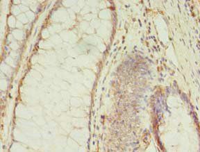 MS4A7 antibody