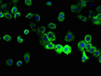 MS4A8 Antibody