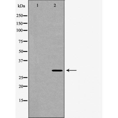 POMC Antibody