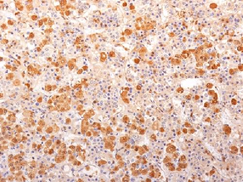 POMC Antibody