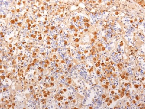 POMC Antibody
