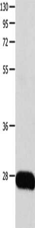 MSH Alpha antibody