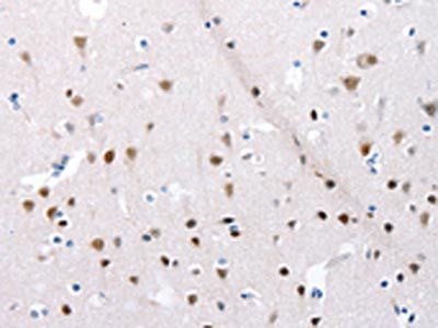 POMC Antibody