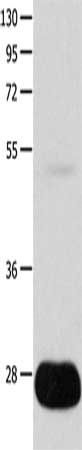 POMC Antibody