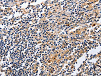 MSH3 Antibody