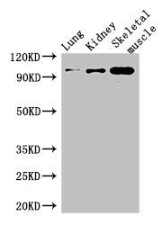 MSH4 antibody