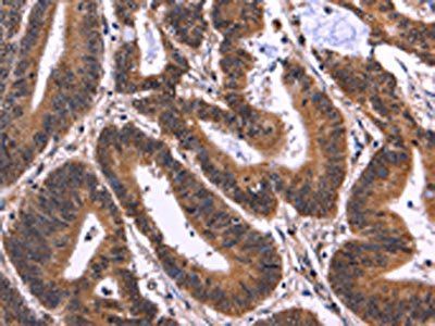 MSH4 Antibody