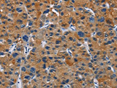 MSH5 Antibody