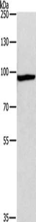 MSH5 antibody