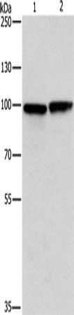 MSH5 antibody