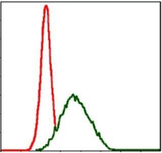 MSH6 Antibody