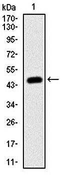 MSH6 Antibody