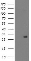 MSI1 Antibody