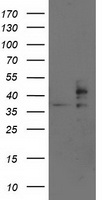 MSI1 Antibody