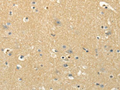 MSI1 Antibody