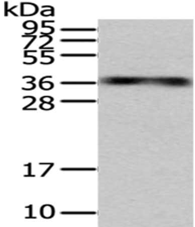 MSI1 Antibody