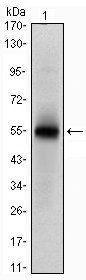 MSI1 Antibody