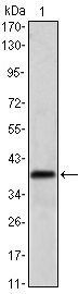 MSI1 Antibody