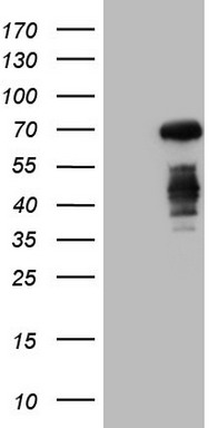 MSMB Antibody