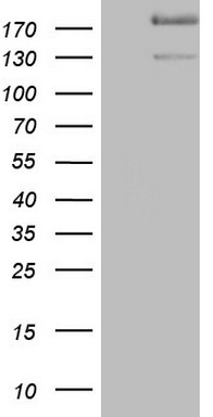 MSMB Antibody