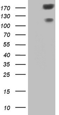 MSMB Antibody