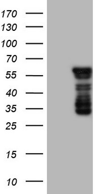 MSMB Antibody