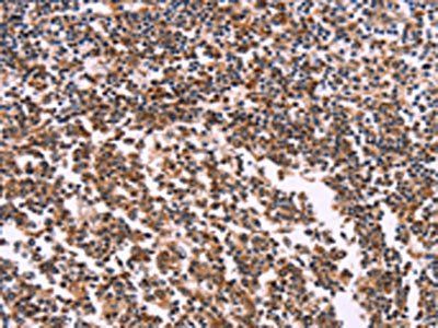 MSMO1 antibody