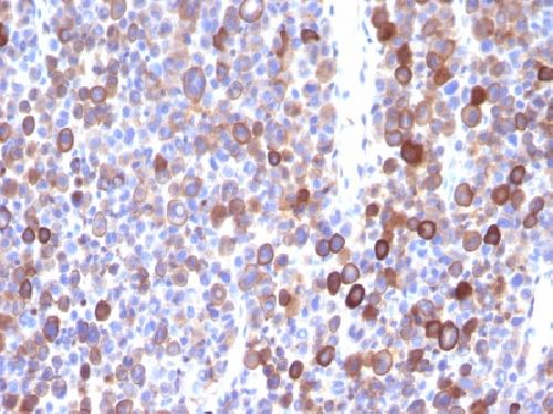 Moesin Antibody