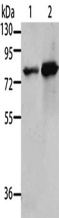 MSN Antibody