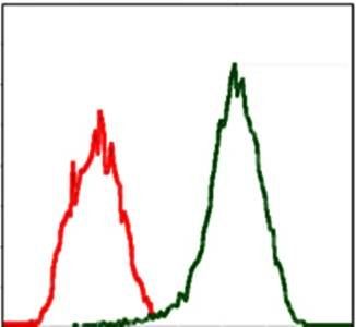 MSN Antibody