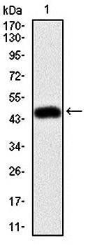 MSN Antibody