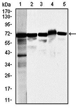 MSN Antibody