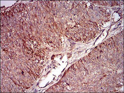 Bpifa2 Antibody