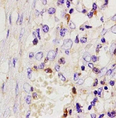 MSR1 antibody